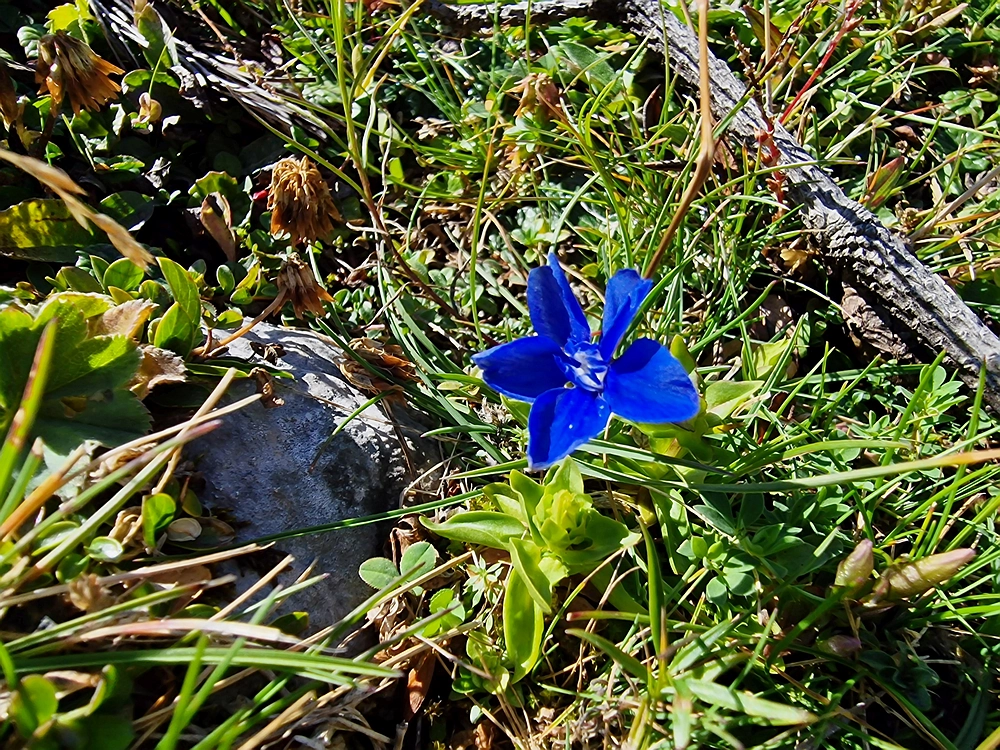 Veliki vrh (Veža), V. Zelenica, 31. 8. 2025