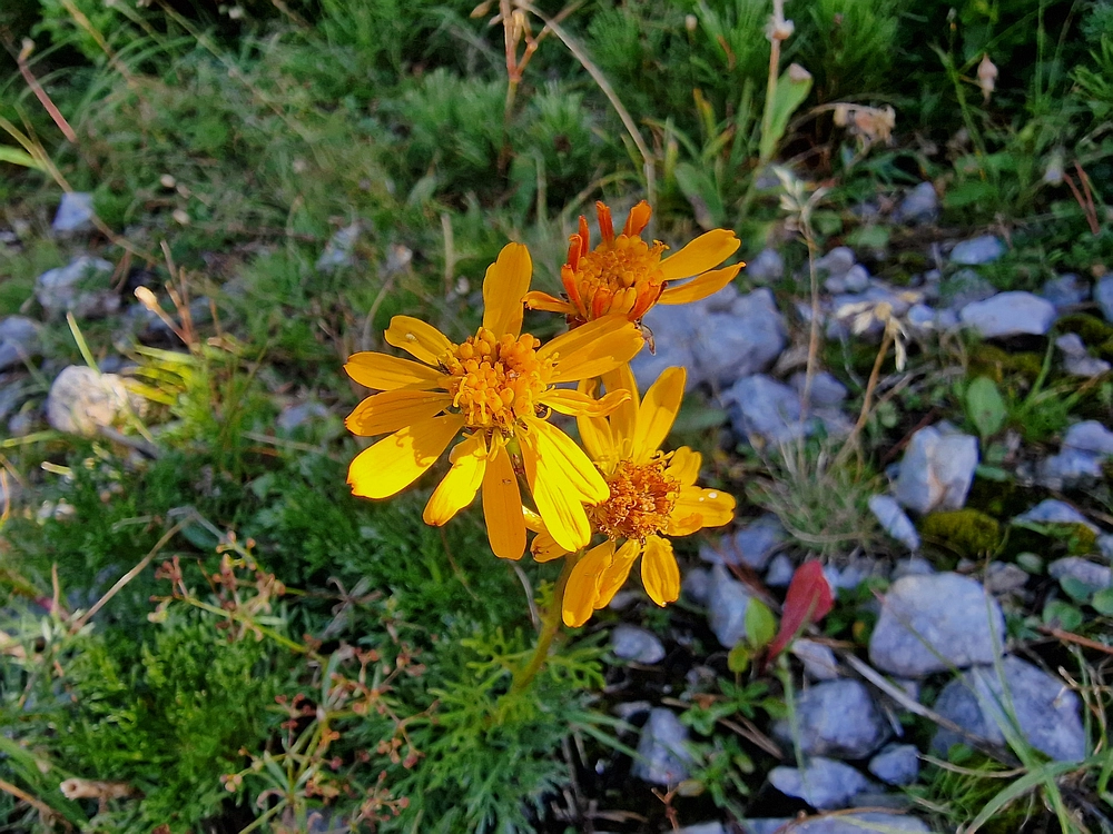 Veliki vrh (Veža), V. Zelenica, 31. 8. 2025