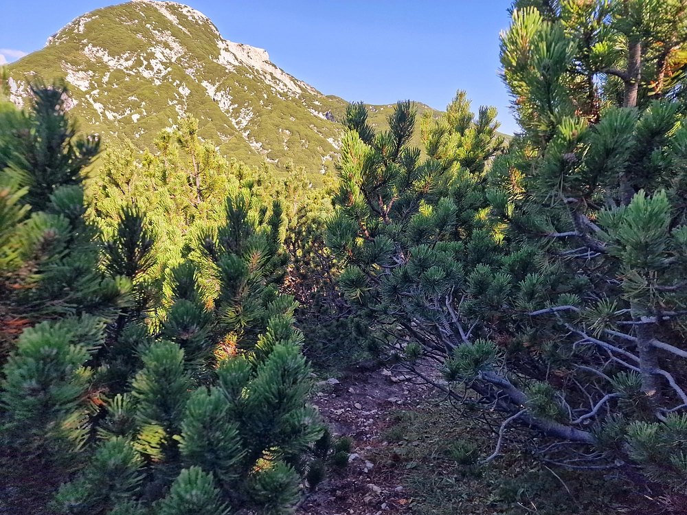 Veliki vrh (Veža), V. Zelenica, 31. 8. 2025