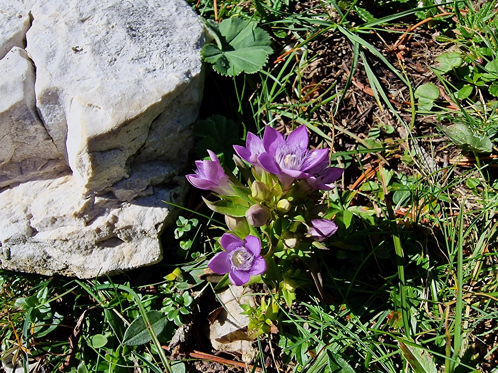 Veliki vrh (Veža), V. Zelenica, 31. 8. 2025