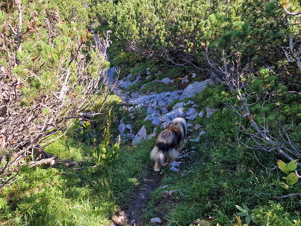Veliki vrh (Veža), V. Zelenica, 31. 8. 2025