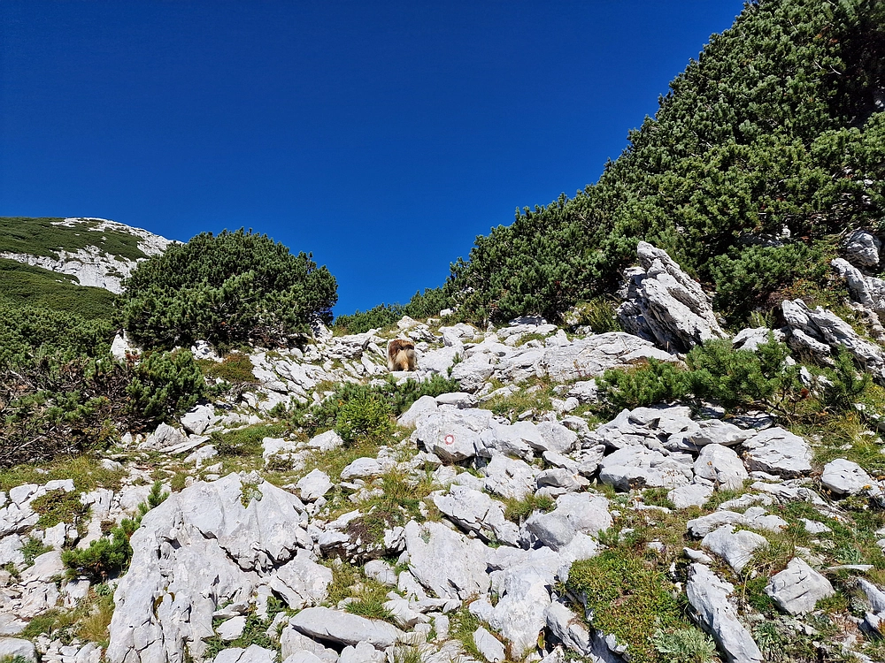 Veliki vrh (Veža), V. Zelenica, 31. 8. 2025