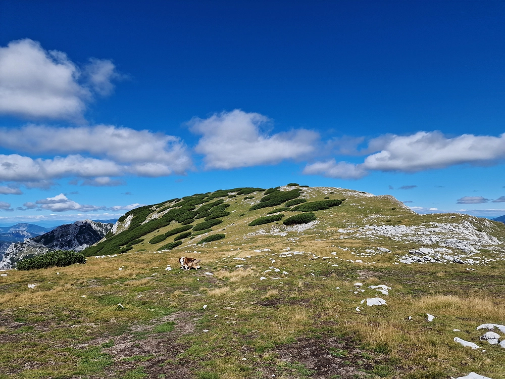 Veliki vrh (Veža), V. Zelenica, 31. 8. 2025