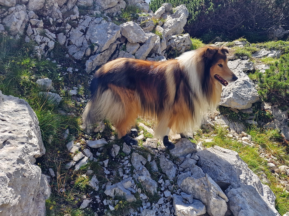 Veliki vrh (Veža), V. Zelenica, 31. 8. 2025