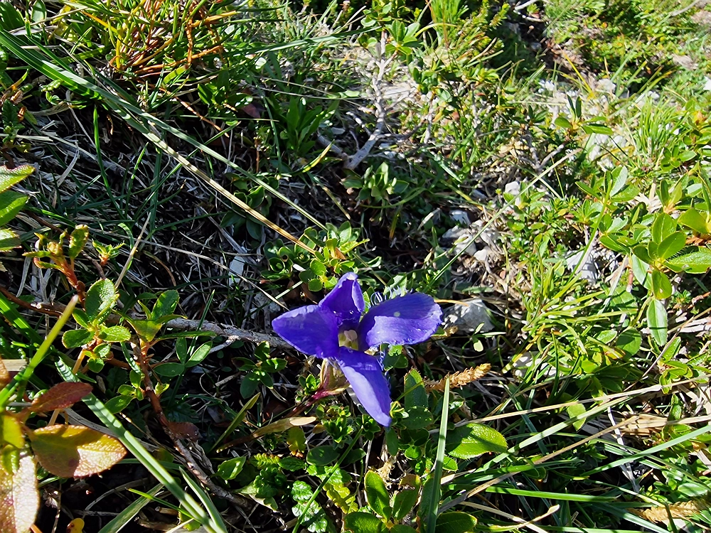 Veliki vrh (Veža), V. Zelenica, 31. 8. 2025