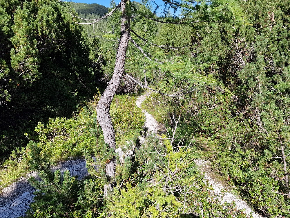 Veliki vrh (Veža), V. Zelenica, 31. 8. 2025