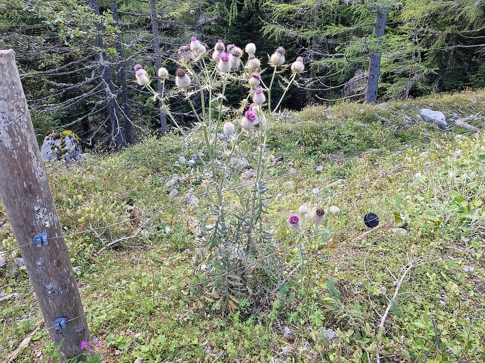 Veliki vrh (Veža), V. Zelenica, 31. 8. 2025