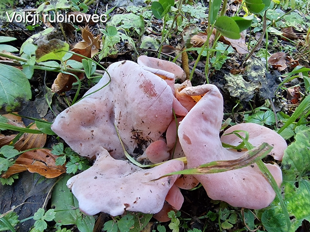 Tolsti vrh, 4. 10. 2025