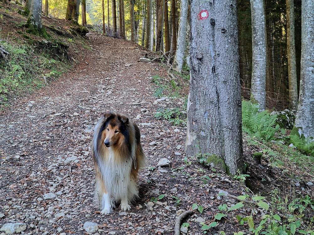 Tolsti vrh, 4. 10. 2025