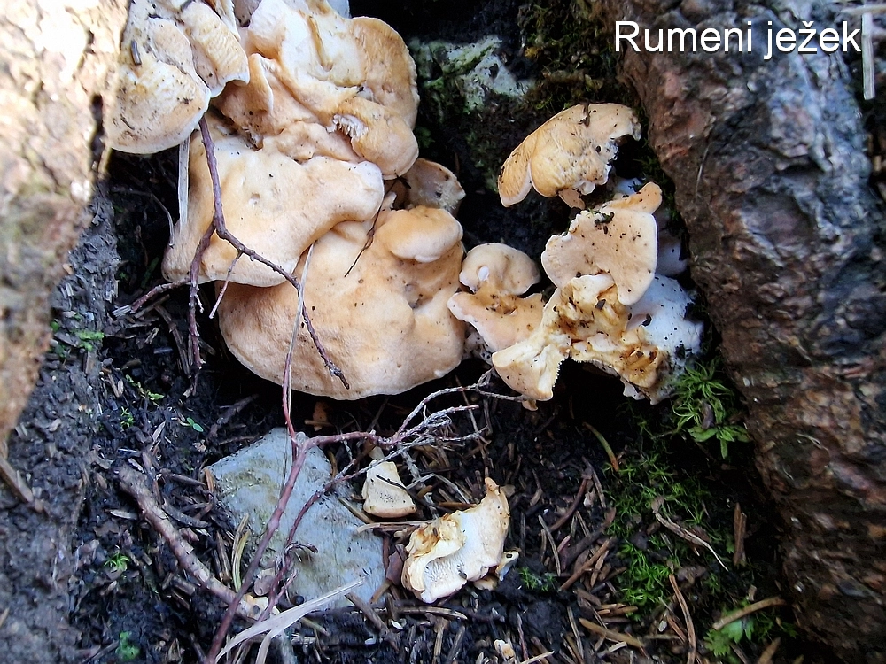 Tolsti vrh, 4. 10. 2025