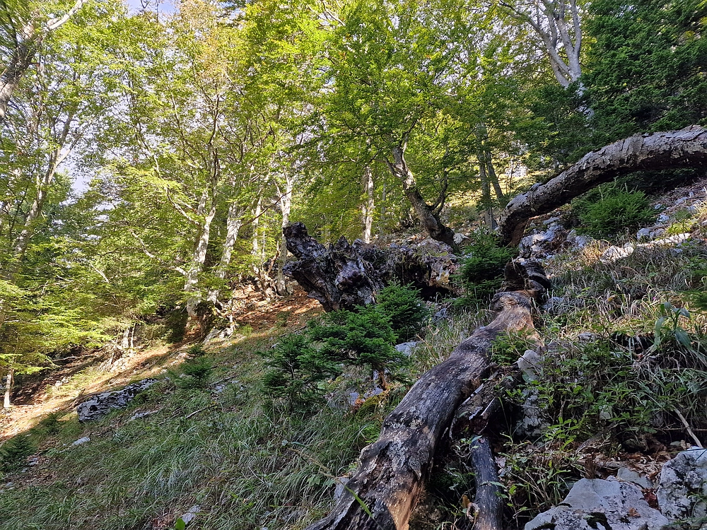 Tolsti vrh, 4. 10. 2025