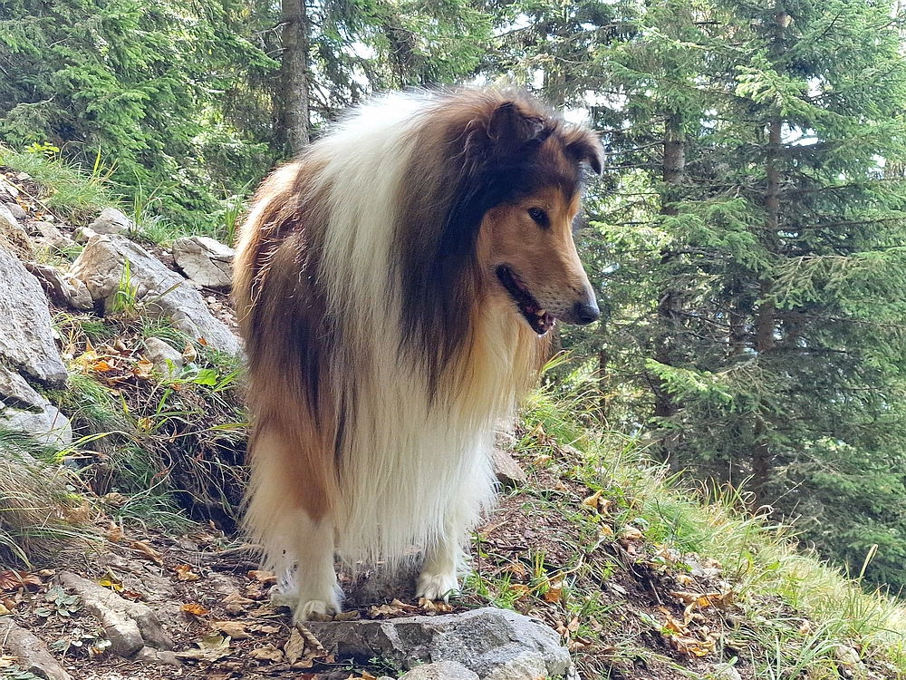 Tolsti vrh, 4. 10. 2025