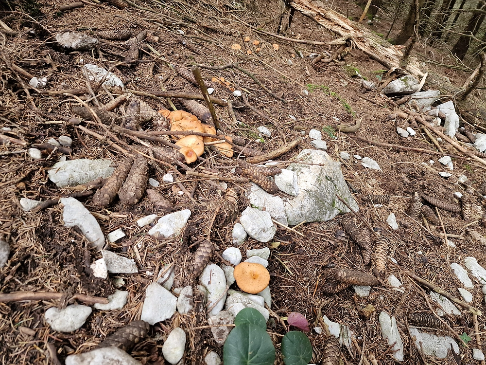 Tolsti vrh, 4. 10. 2025