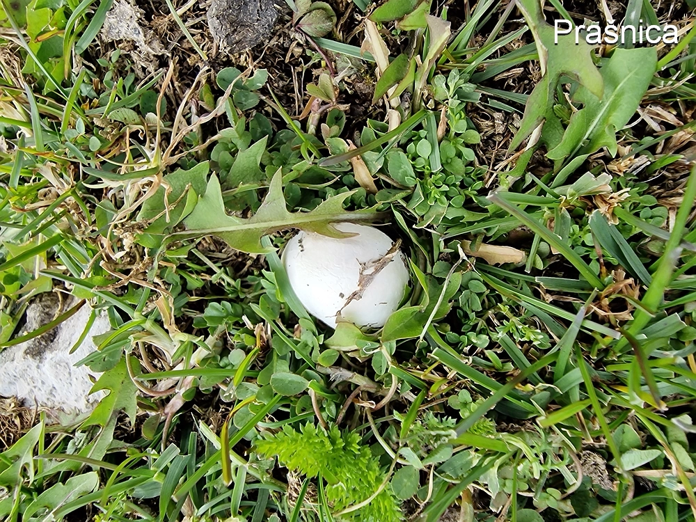 Tolsti vrh, 4. 10. 2025