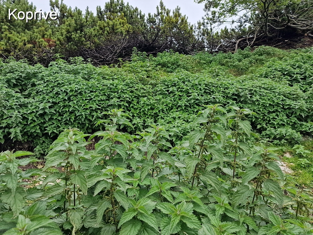 Tolsti vrh, 4. 10. 2025