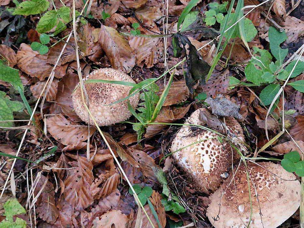 Ratitovec, 12. 10. 2025