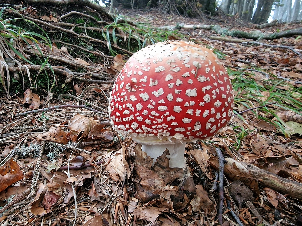 Ratitovec, 12. 10. 2025