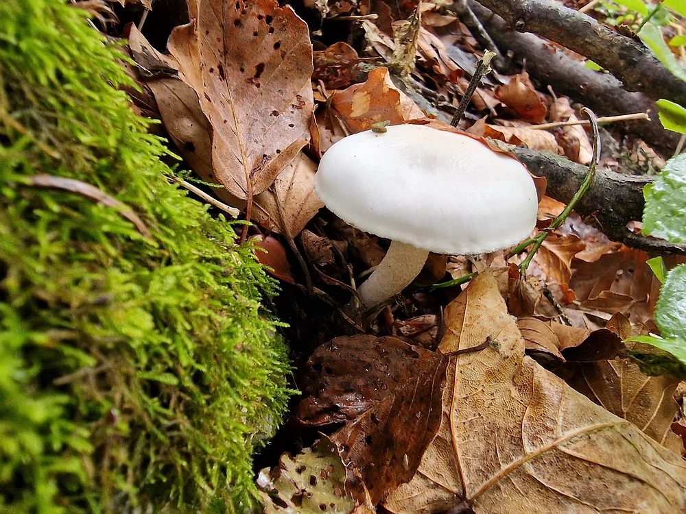 Ratitovec, 12. 10. 2025