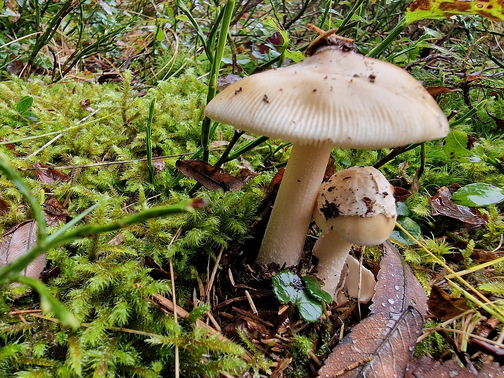 Ratitovec, 12. 10. 2025