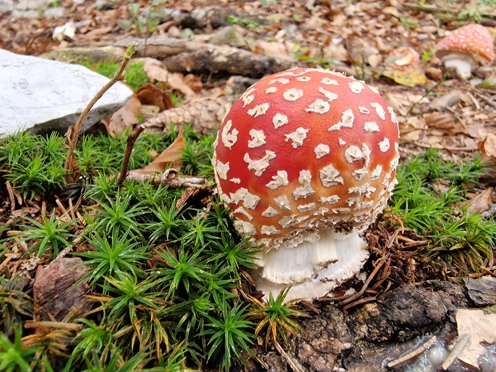 Ratitovec, 12. 10. 2025