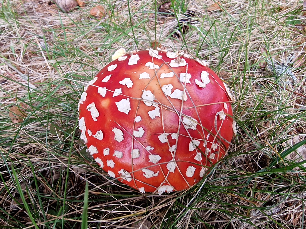 Ratitovec, 12. 10. 2025