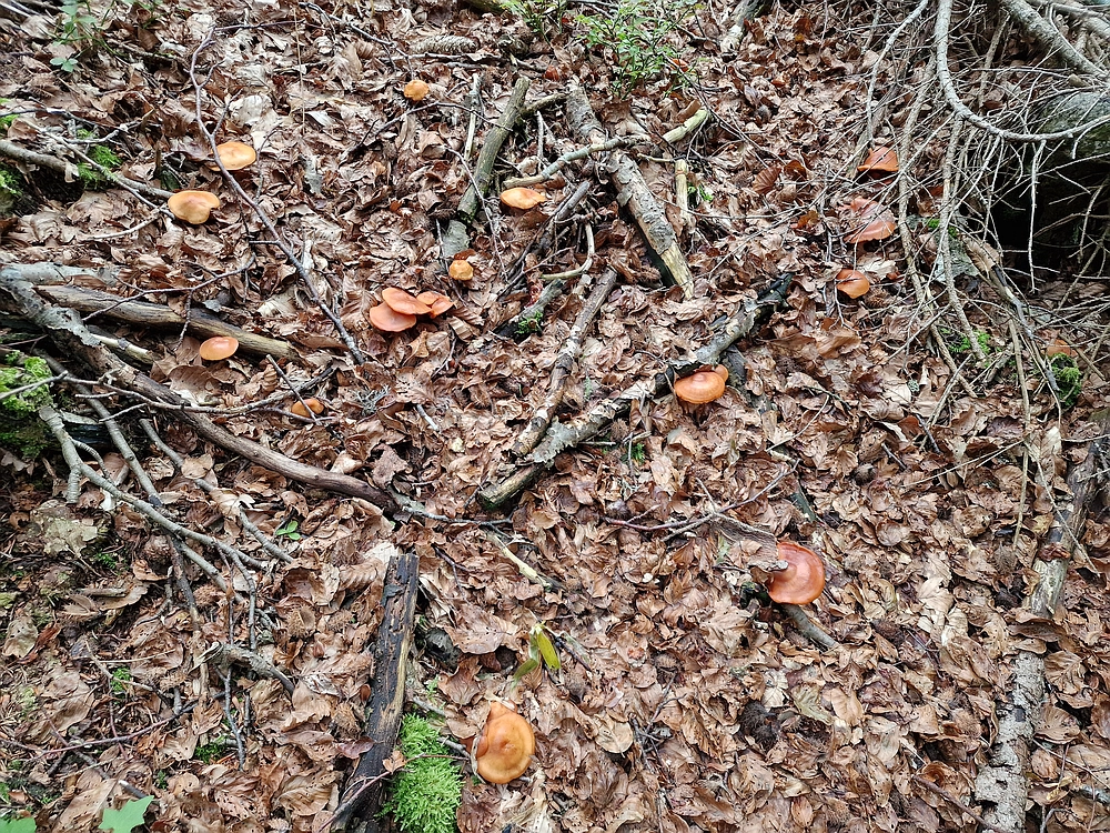 Ratitovec, 12. 10. 2025