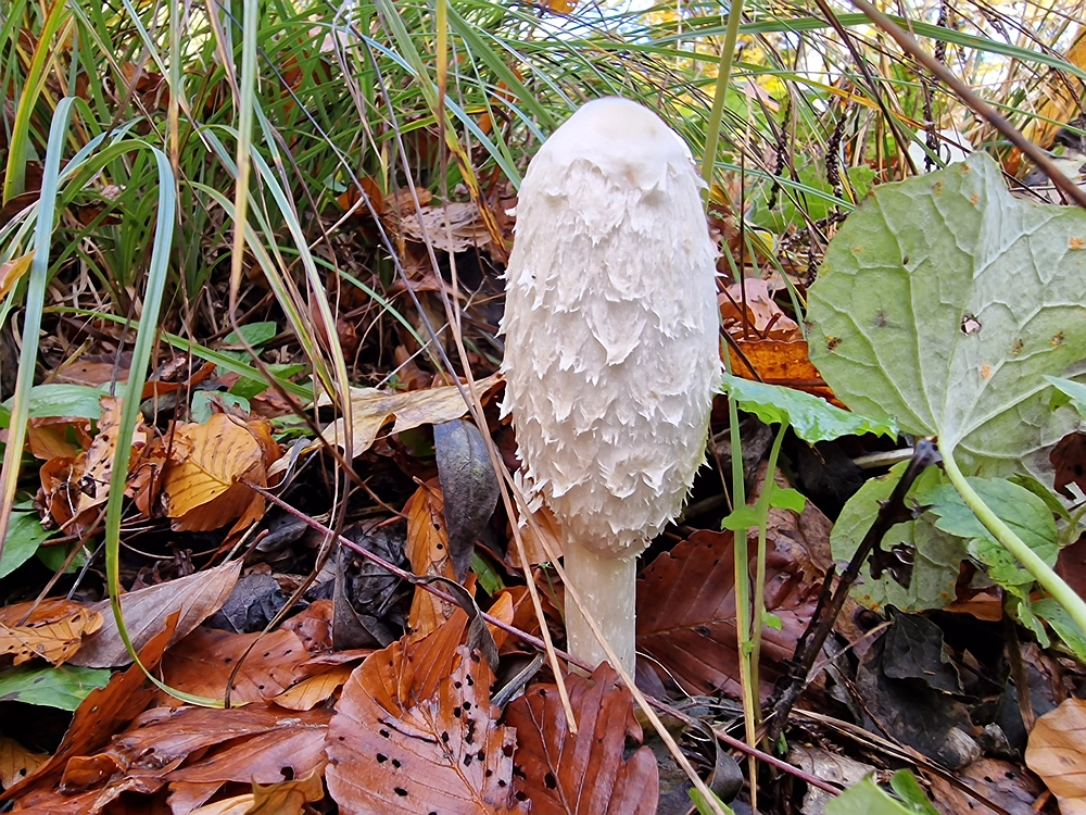 Mrzlica, 25. 10. 2025