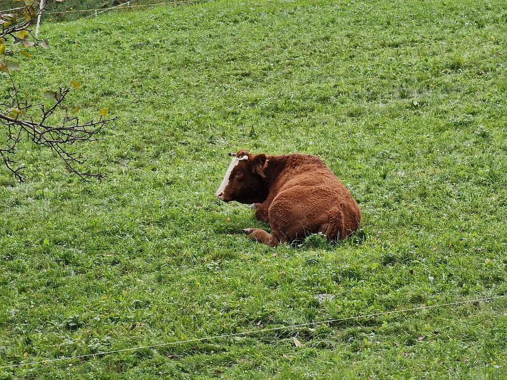 Mrzlica, 25. 10. 2025