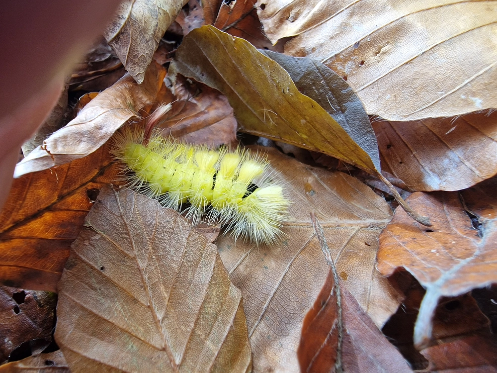 Mrzlica, 25. 10. 2025