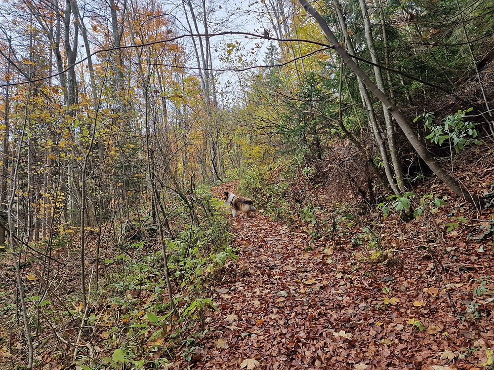 Mrzlica, 25. 10. 2025