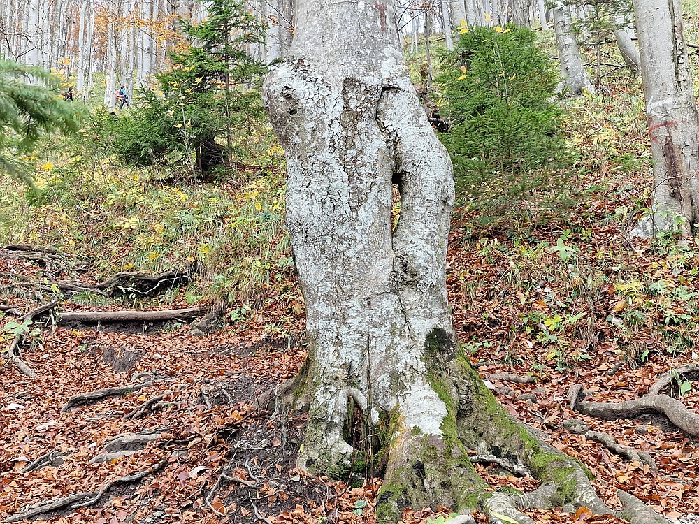 Mrzlica, 25. 10. 2025