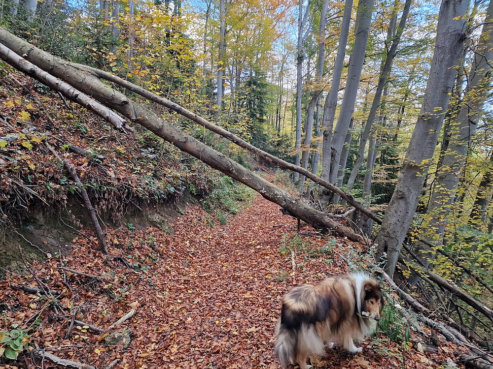 Mrzlica, 25. 10. 2025