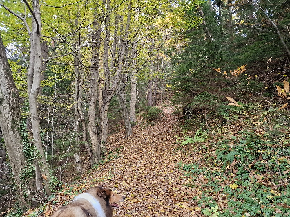 Mrzlica čez Zg. Čeče, 29. 10. 2025