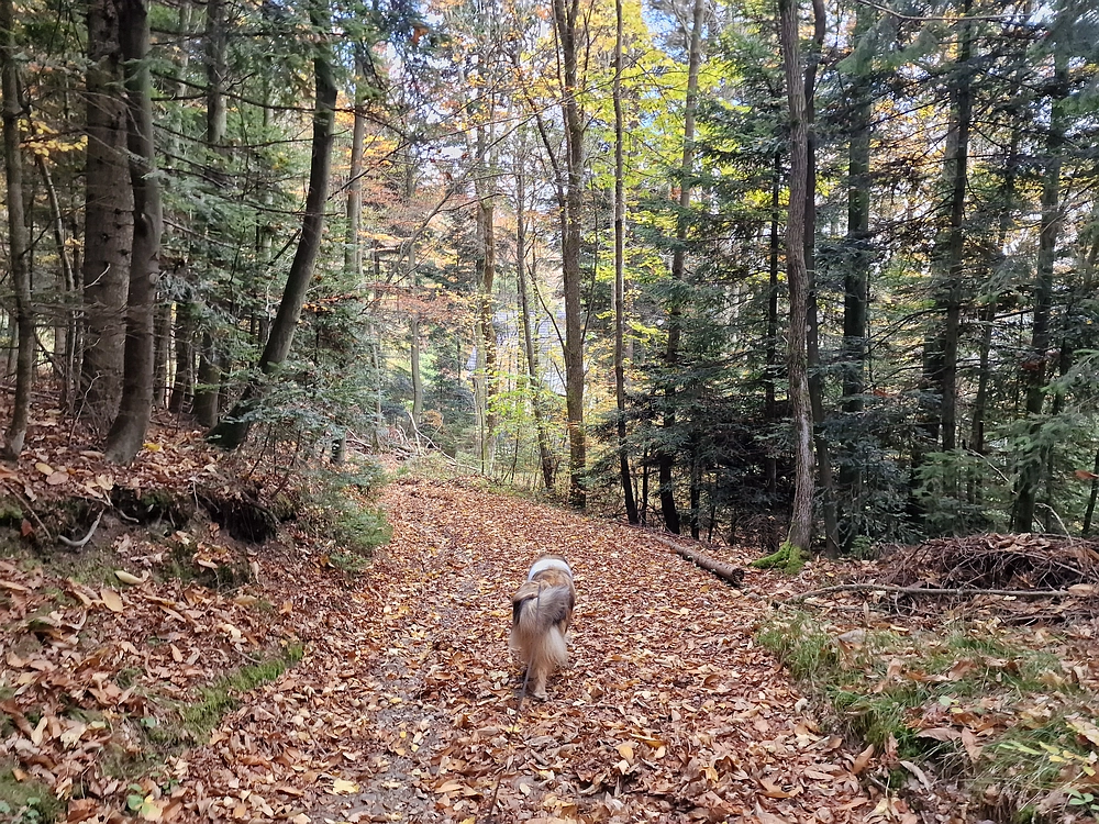 Mrzlica čez Zg. Čeče, 29. 10. 2025