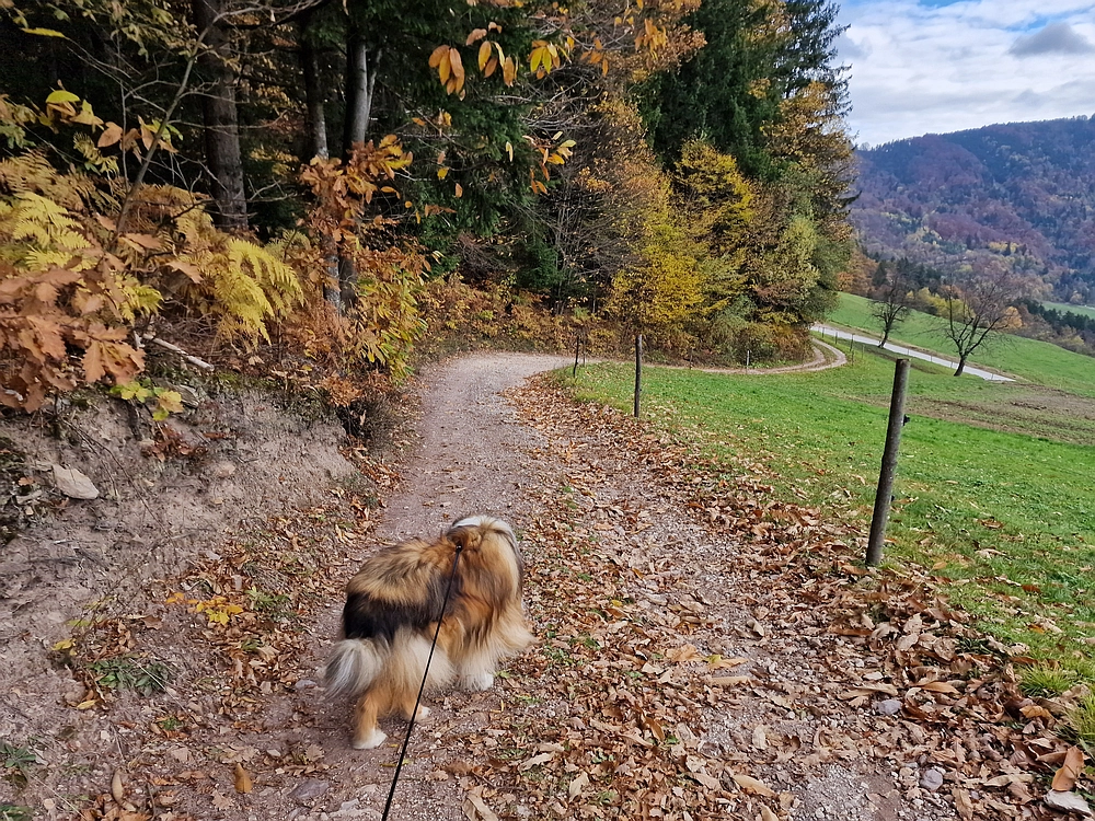 Mrzlica čez Zg. Čeče, 29. 10. 2025