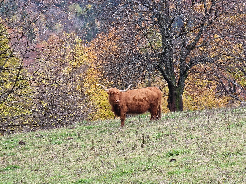 Mrzlica čez Zg. Čeče, 29. 10. 2025