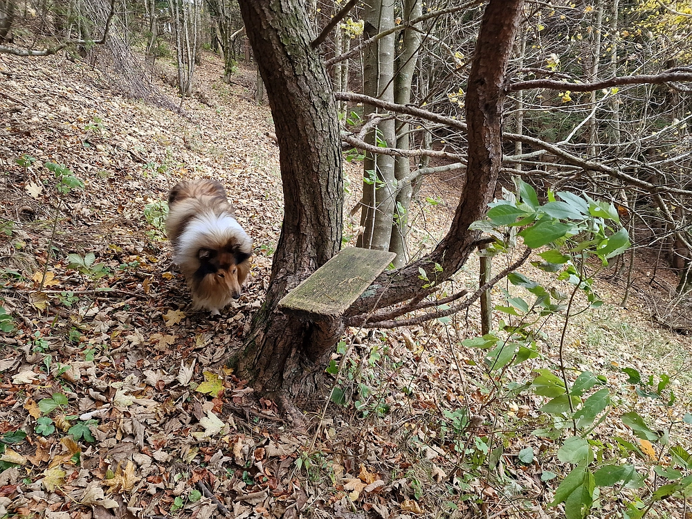 Mrzlica čez Zg. Čeče, 29. 10. 2025