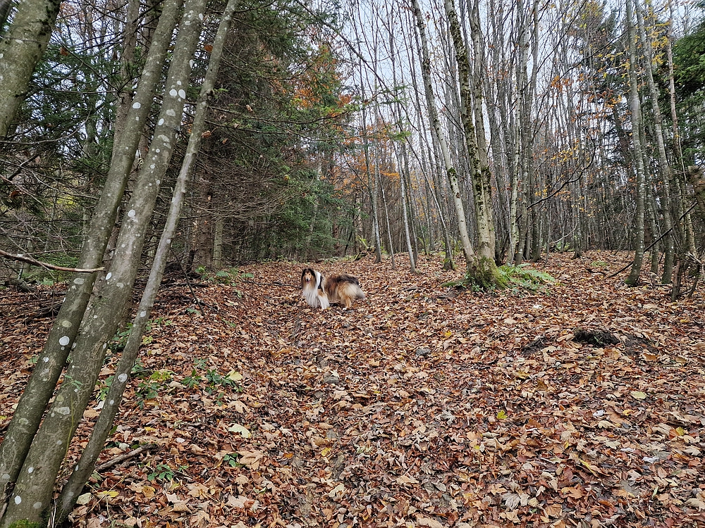 Mrzlica čez Zg. Čeče, 29. 10. 2025