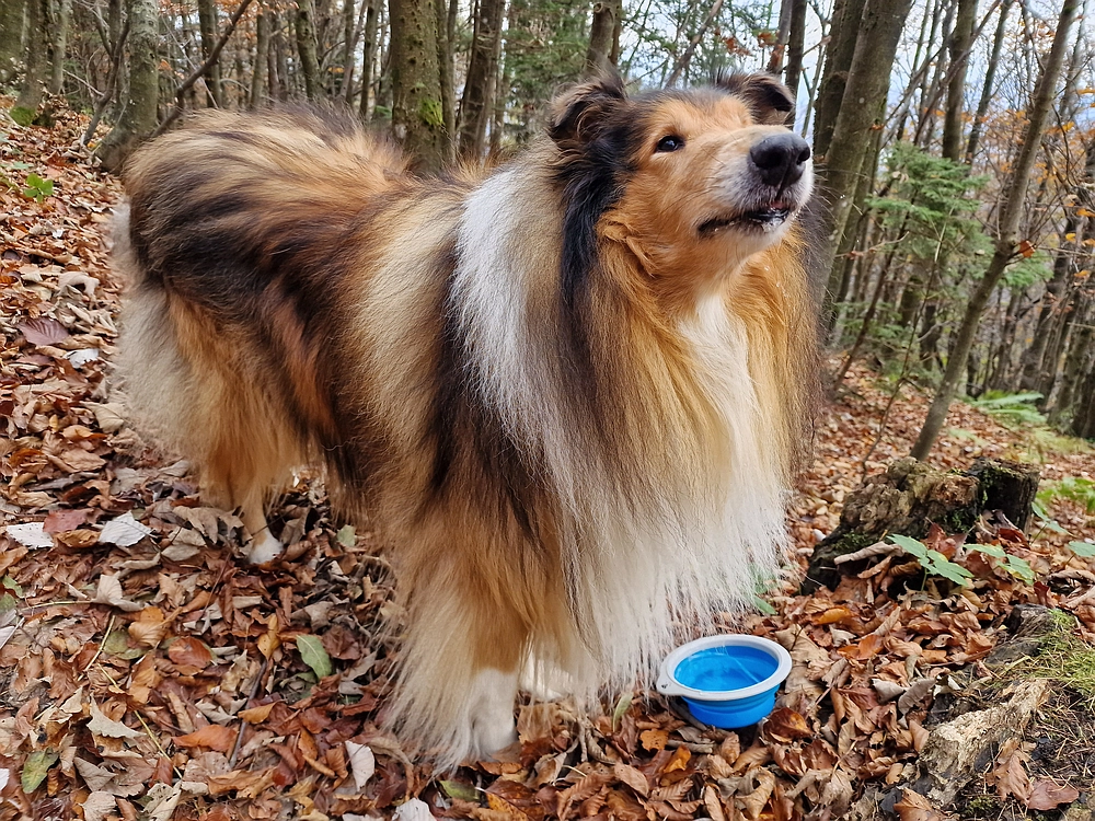 Mrzlica čez Zg. Čeče, 29. 10. 2025