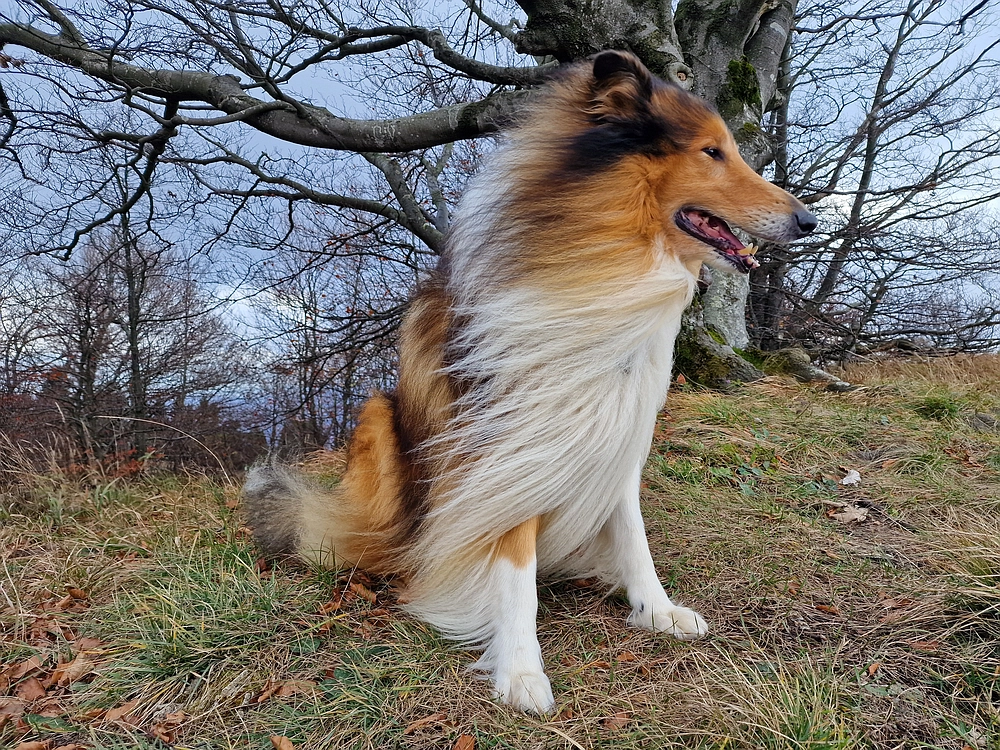 Mrzlica čez Zg. Čeče, 29. 10. 2025