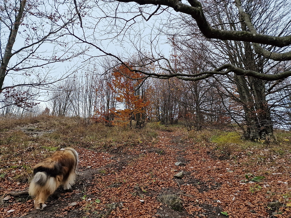 Mrzlica čez Zg. Čeče, 29. 10. 2025