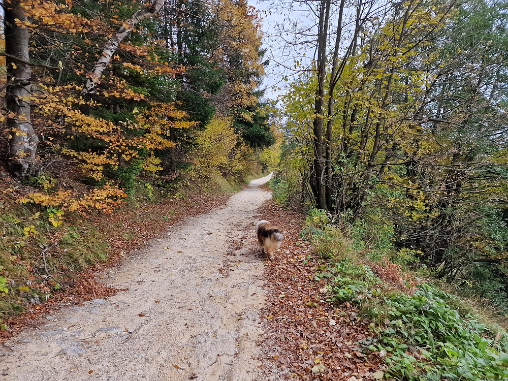 Mrzlica čez Zg. Čeče, 29. 10. 2025