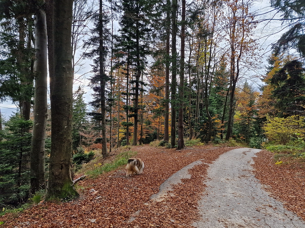 Mrzlica čez Zg. Čeče, 29. 10. 2025