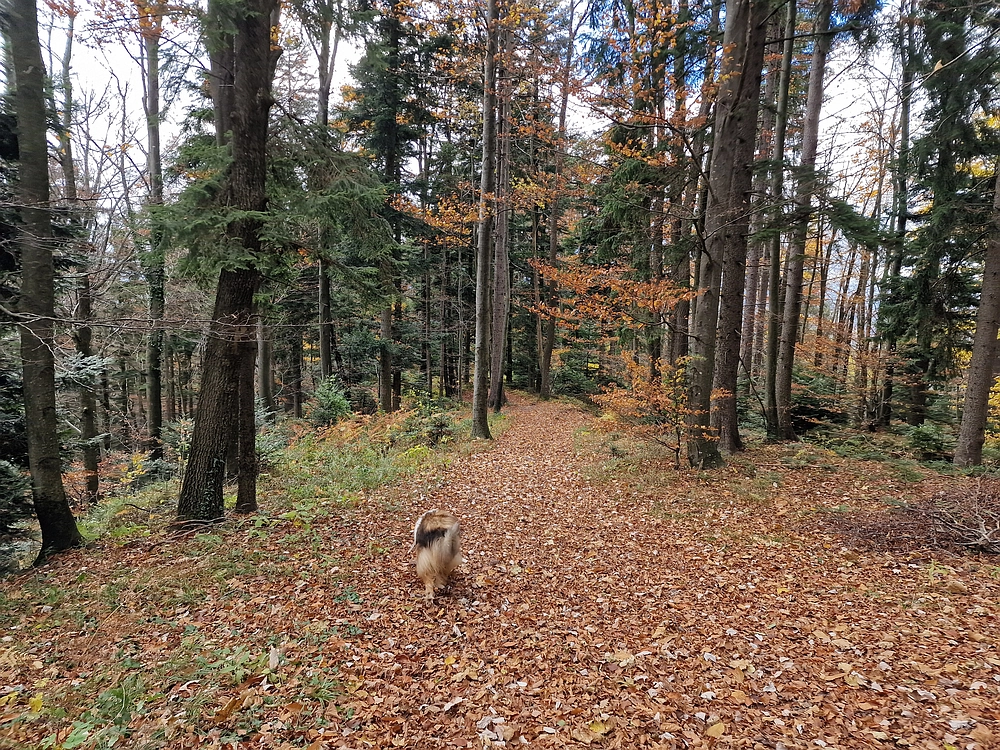 Mrzlica čez Zg. Čeče, 29. 10. 2025