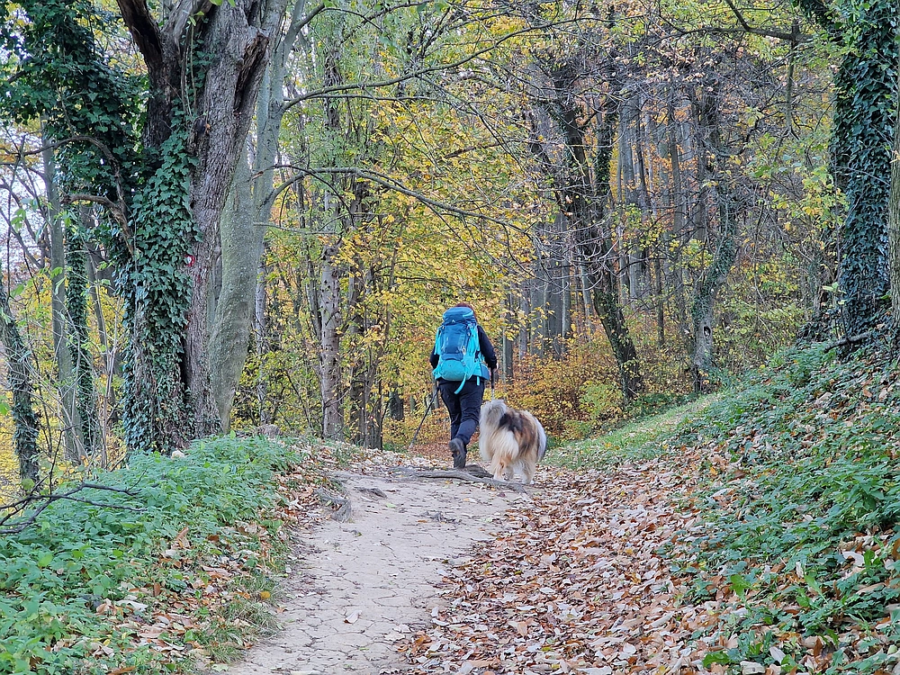Donačka gora in Boč, 1. 11. 2025