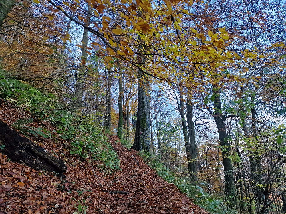 Donačka gora in Boč, 1. 11. 2025