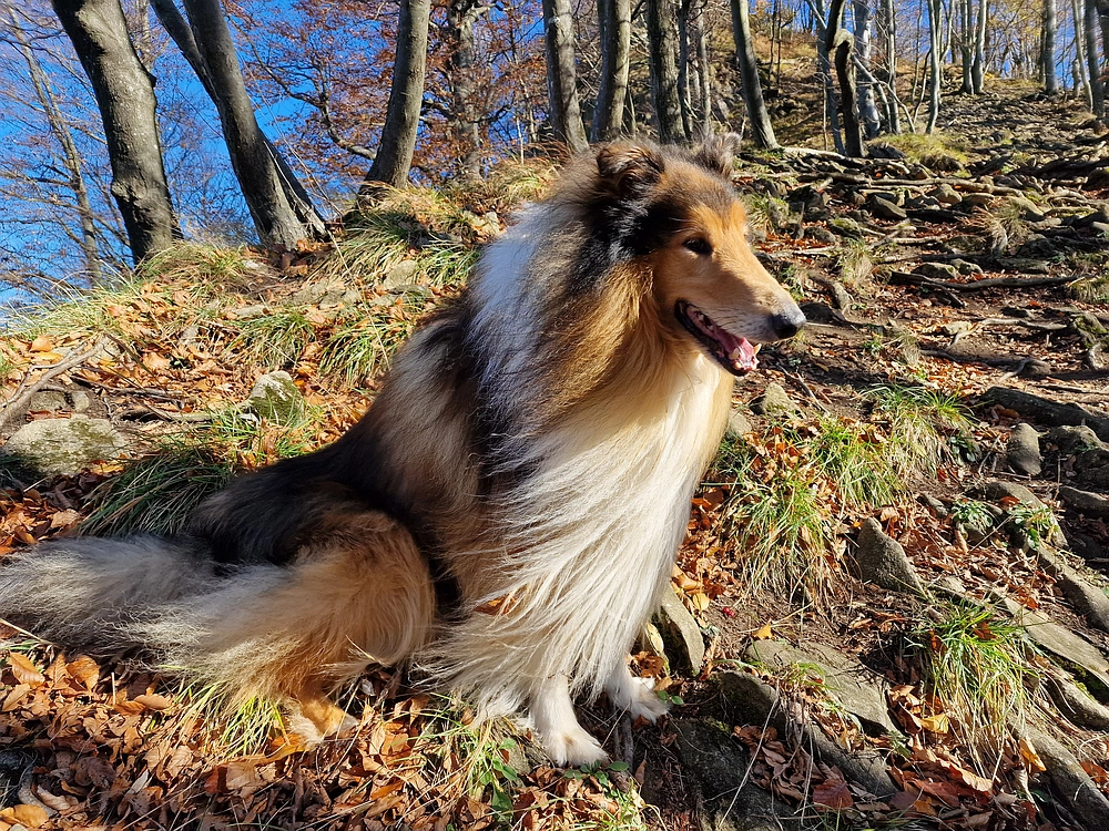Donačka gora in Boč, 1. 11. 2025