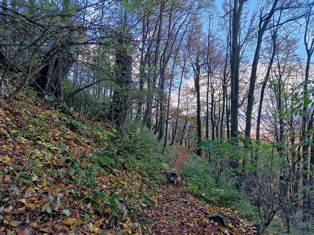 Donačka gora in Boč, 1. 11. 2025