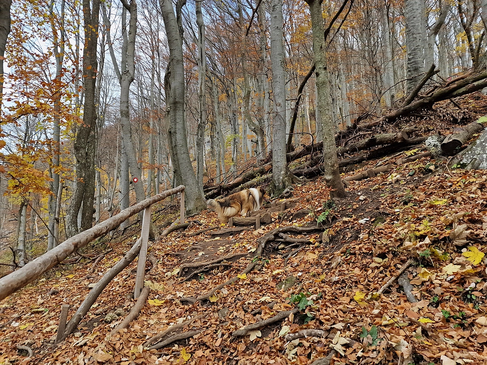 Donačka gora in Boč, 1. 11. 2025