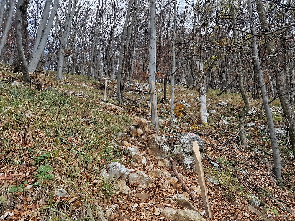 Donačka gora in Boč, 1. 11. 2025